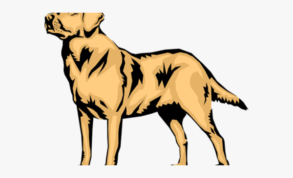 Лабрадор вектор вектор