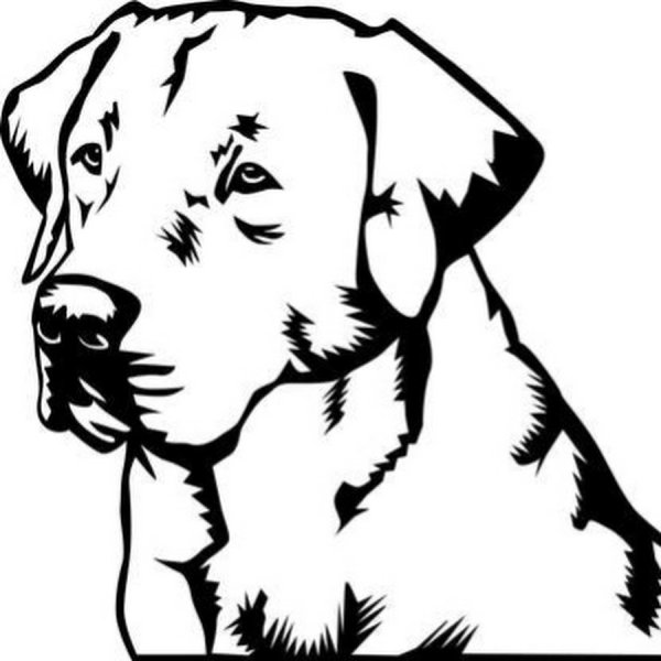 Собака лабрадор