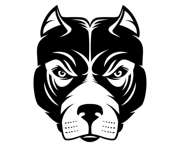 Питбуль Графика