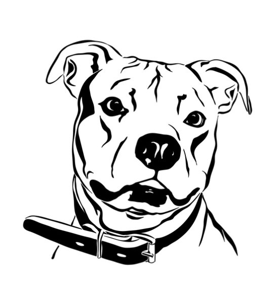 Питбуль вектор черно белый