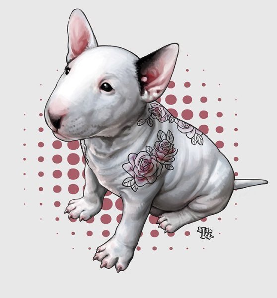 Бультерьер анатомия