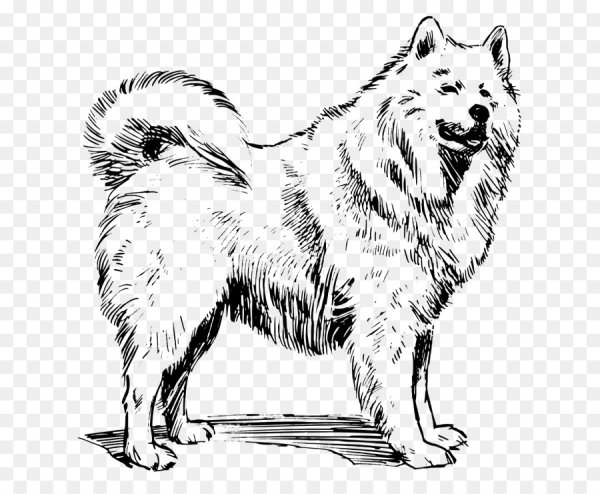 Маламут хаски самоед ньюфаундленд