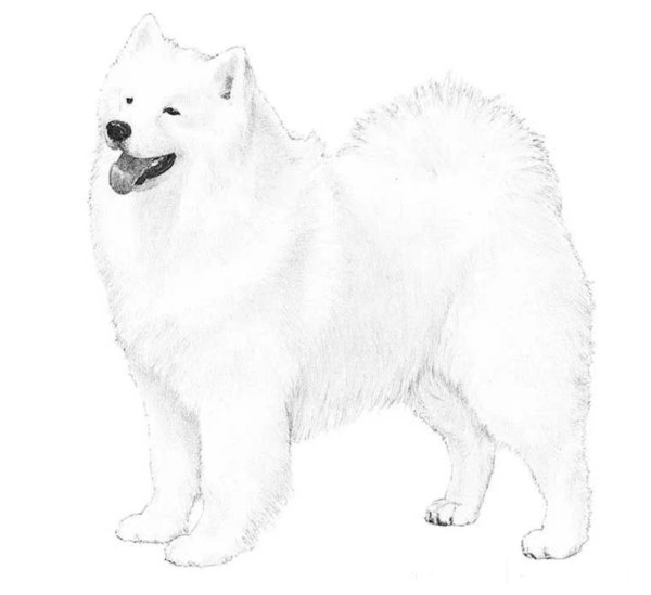 Мультяшный самоед собака