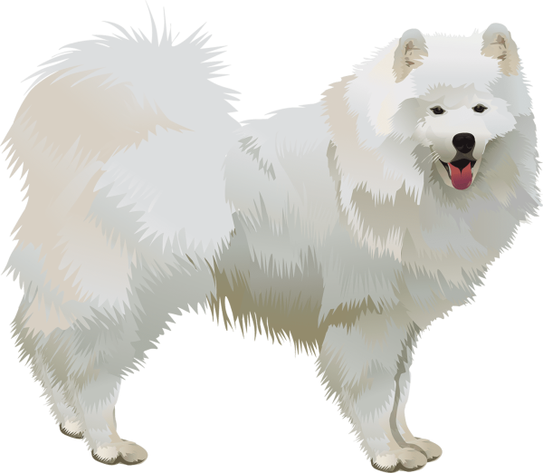 Самоедская лайка рисунок