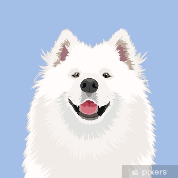 Самоед собака