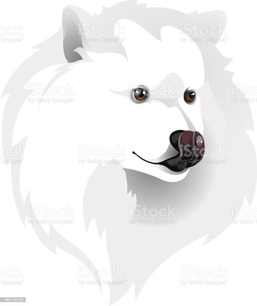 Японский шпиц