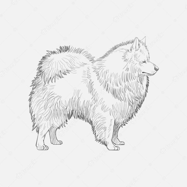 Самоед вектор