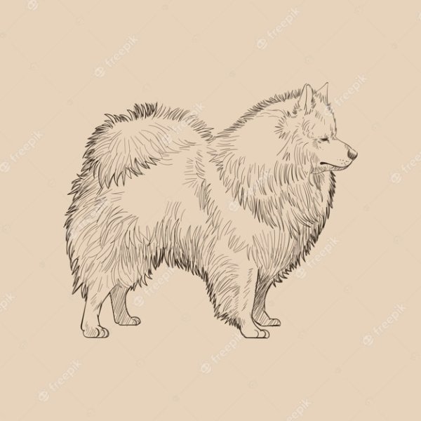 Собака самоед вектор
