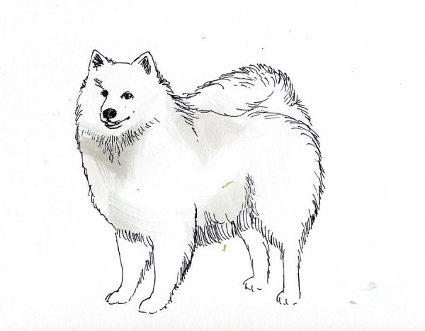 Самоед в разных стилях рисования