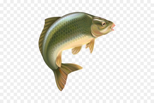 Рыба на прозрачном фоне