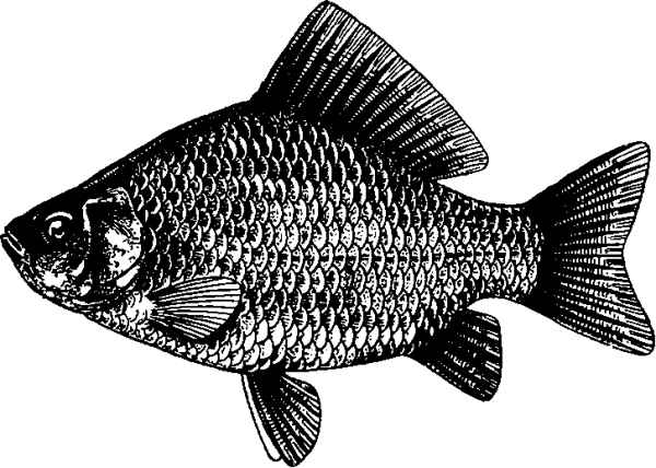 Раскраска рыба карась