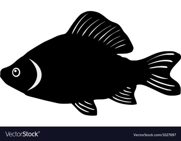 Рыба карась вектор