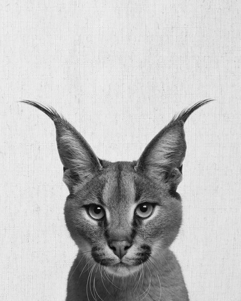 Каракал нарисовать