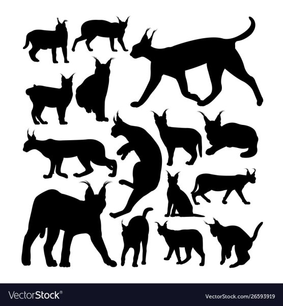 Референсы каракалов