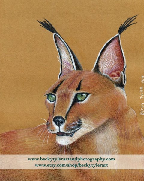 Каракал раскраска