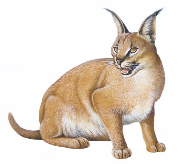 Каракал анатомия