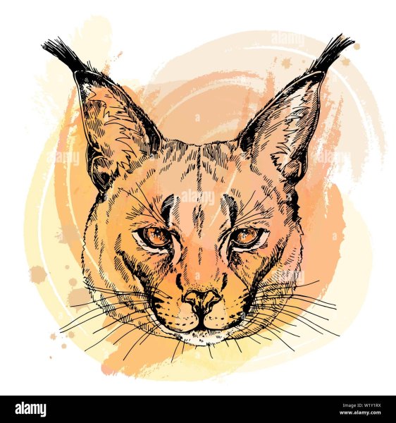 Каракал эскиз