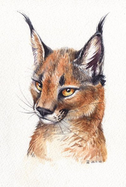 Каракал мультяшный