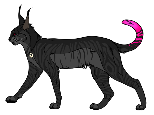 Каракал рисунки цветные в Африке 2021 красивые