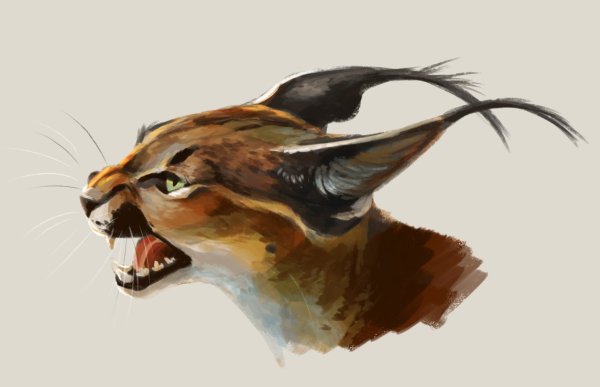 Каракал вектор