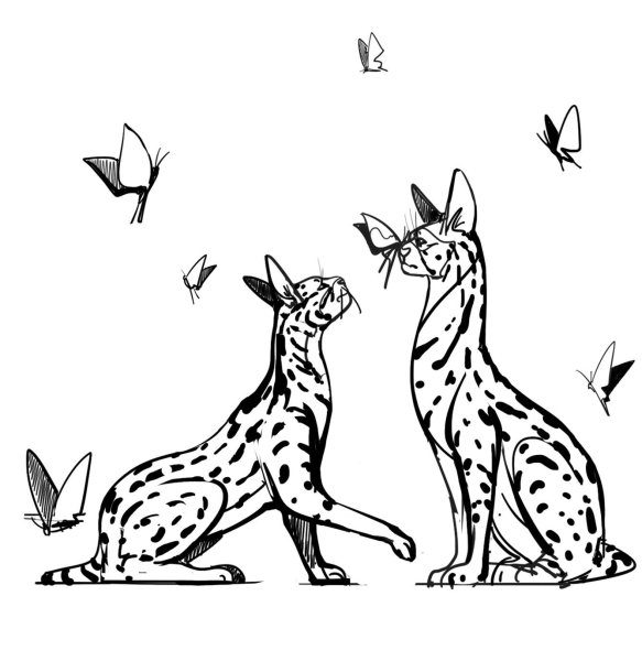 Каракал анатомия