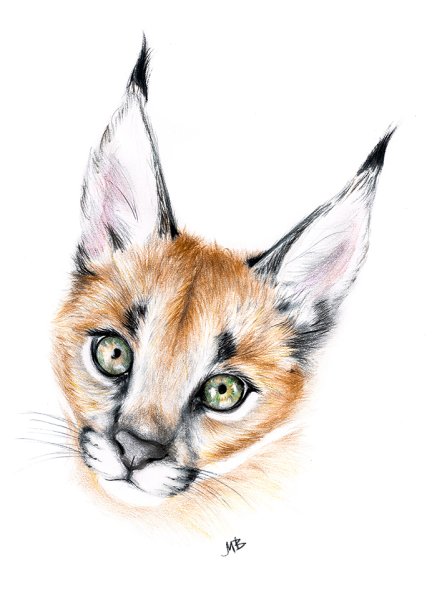 Рысь каракал раскраска