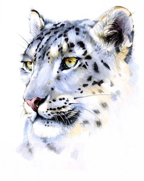 Снежный Барс акварель