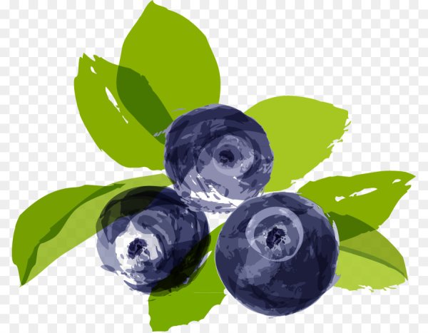 Черника иллюстрация