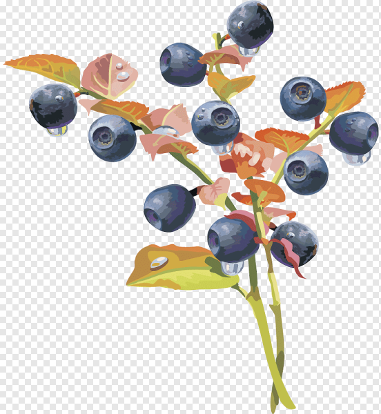 Черника ягода вектор