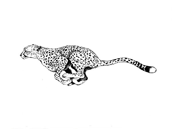 Гепард Графика