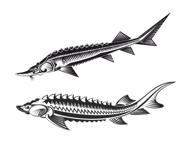 Севрюга вектор