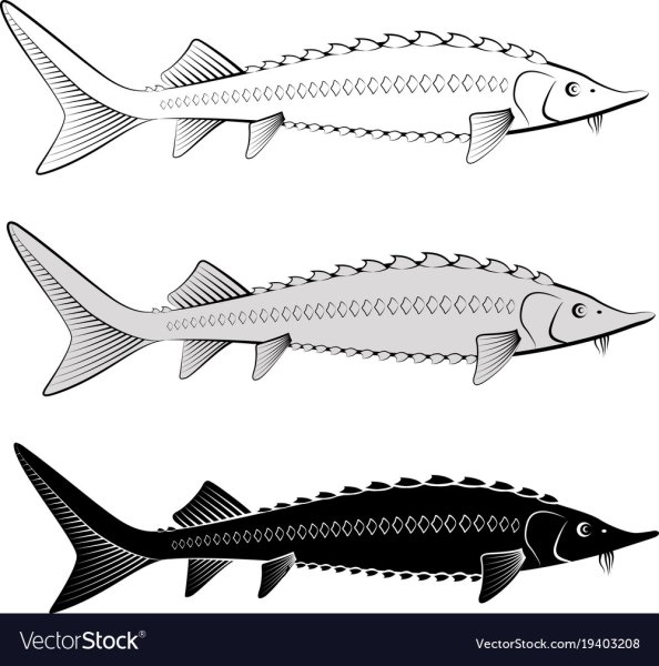 Севрюга вектор