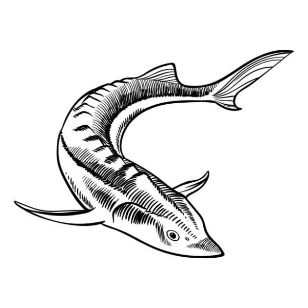 Трафарет осетра