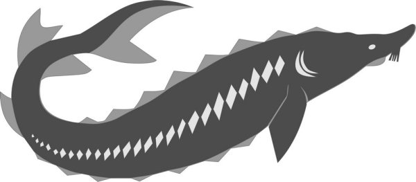 Осетрина вектор