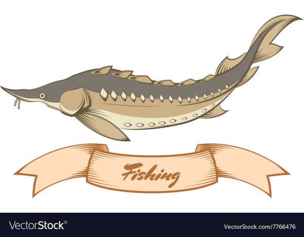 Севрюга вектор