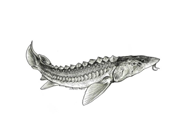 Осетр Графика