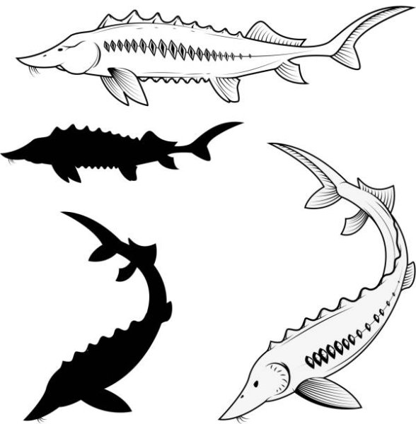 Осетрина вектор