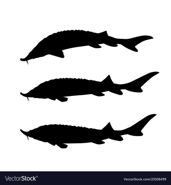 Осетр силуэт