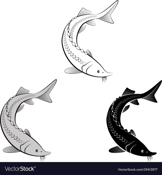 Севрюга вектор