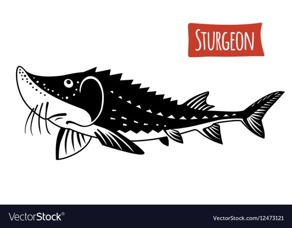 Осетрина вектор