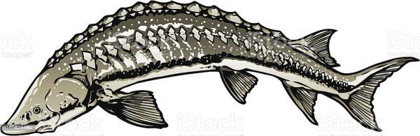 Стерлядь вектор