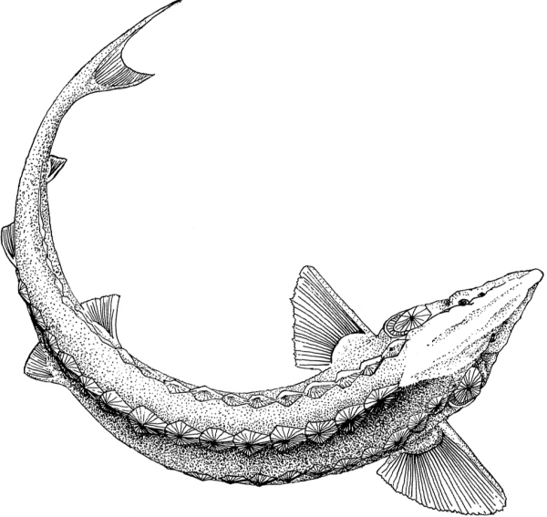 Осетр гравюра