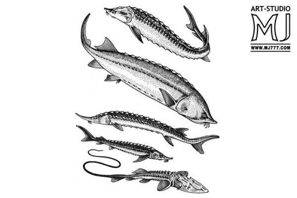 Рыба Белуга вектор