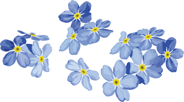 Незабудка без фона