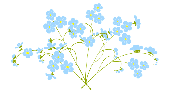 Незабудка без фона