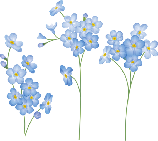Полевые цветы на прозрачном фоне