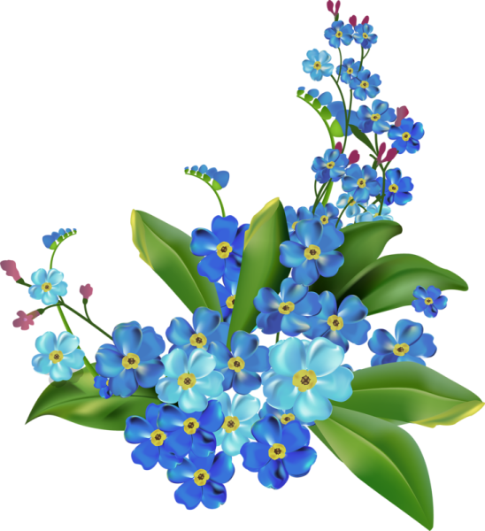 Незабудка на белом фоне