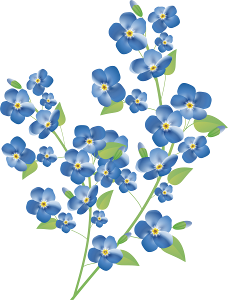 Букет незабудок на прозрачном фоне