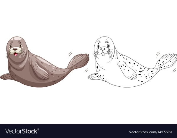 Морской котик вектор