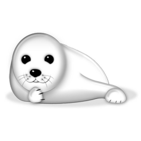 Морской котик на белом фоне